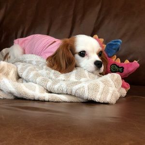 Meet your Posher, Damari